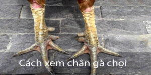 cách xem chân gà chọi
