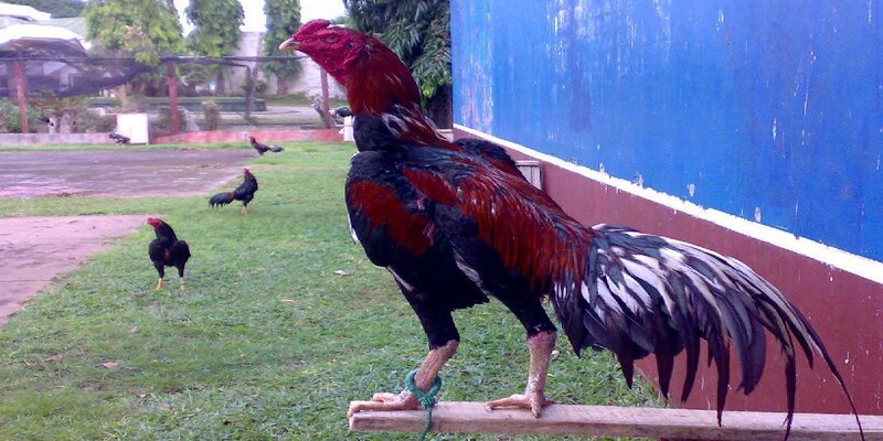 Cách xem chân gà chọi qua thân hình của gà và cấu trúc của chân