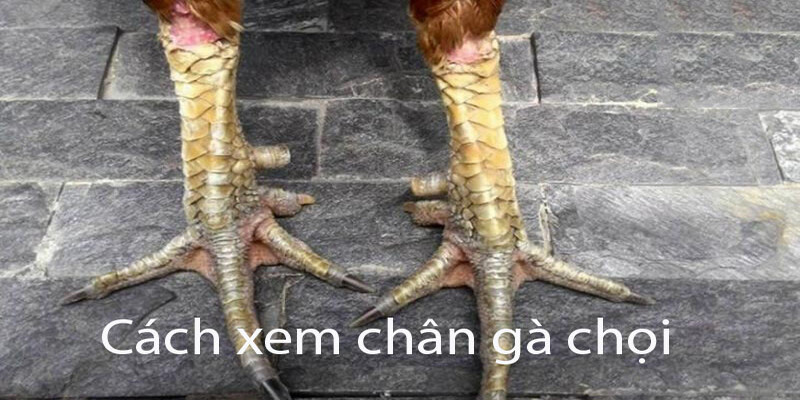 cách xem chân gà chọi