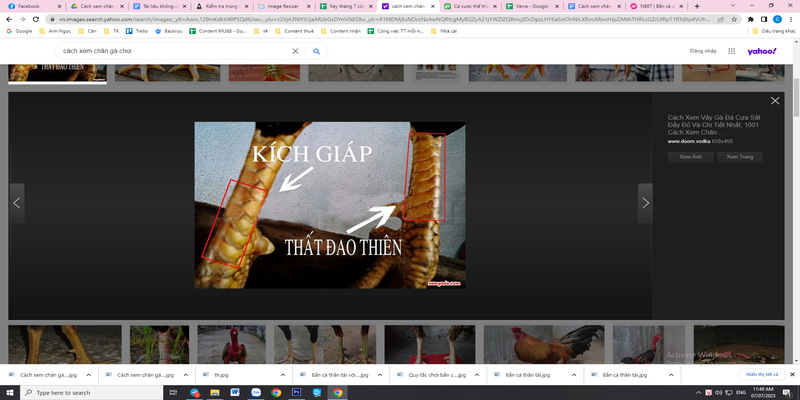 Nắm được cách xem chân gà chọi qua các quy trình