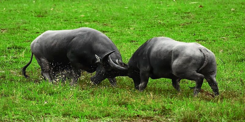 Chiêm bao thấy trâu bị giết chết