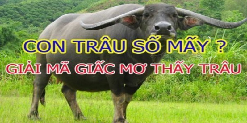 Giấc mơ thấy trâu có ý nghĩa gì?