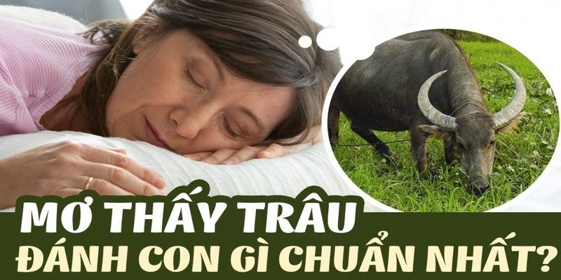 Giải mã những con số may mắn khi mơ thấy trâu